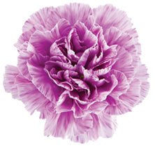 Moonburst Purple Carnation-Select - 48LongStems.com