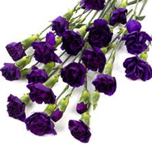 Moonique Purple Mini Carnations - 48LongStems.com