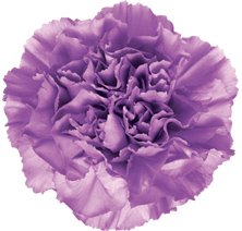 Moonlite Lavender Carnations - Select - 48LongStems.com