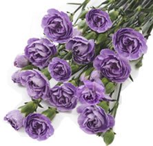 Moonpearl Purple Mini Carnations - 48LongStems.com