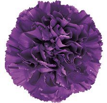 Moonshade Purple Carnations - Select - 48LongStems.com