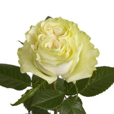 Moonstone White Roses Wholesale - 48LongStems.com