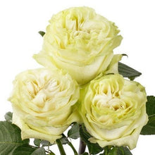 Load image into Gallery viewer, Moonstone White Roses Wholesale - 48LongStems.com
