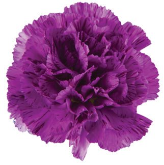 Moonstrike Purple Carnations-Select - 48LongStems.com