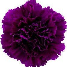 Moontea Purple Carnation-Select - 48LongStems.com