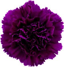Moontea Purple Carnation-Select - 48LongStems.com