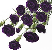 Moonvelvet Purple Mini Carnations - 48LongStems.com