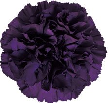 Moonvista Purple Carnation-Select - 48LongStems.com