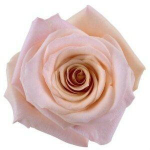 Mother of Pearl Pink Roses Wholesale - 48LongStems.com