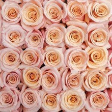 Load image into Gallery viewer, Mother of Pearl Pink Roses Wholesale - 48LongStems.com
