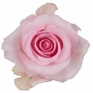 Nena Pink Roses Wholesale - 48LongStems.com