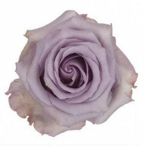 Ocean Song Lavender Roses Wholesale - 48LongStems.com
