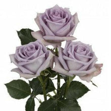 Load image into Gallery viewer, Ocean Song Lavender Roses Wholesale - 48LongStems.com
