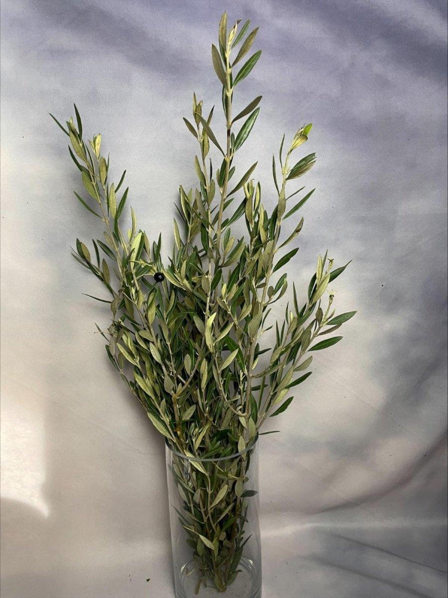 Olive Branch - Wholesale - 48LongStems.com