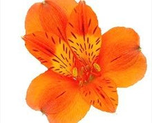 Load image into Gallery viewer, Orange Alstroemeria - 48LongStems.com
