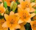 Load image into Gallery viewer, Orange Asiatic Lilies - 48LongStems.com
