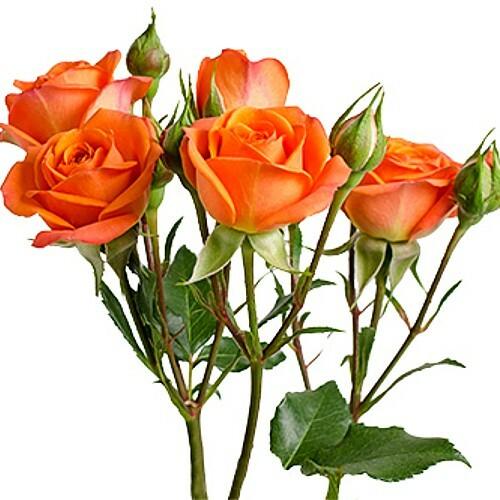 Orange Babe Orange Spray Rose - 40cm - 48LongStems.com