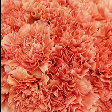 Load image into Gallery viewer, Orange Carnations - Standard - 48LongStems.com
