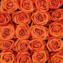 Load image into Gallery viewer, Orange Crush Orange Roses Wholesale - 48LongStems.com
