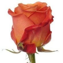 Load image into Gallery viewer, Orange Crush Orange Roses Wholesale - 48LongStems.com

