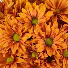 Load image into Gallery viewer, Orange Daisies - Wholesale - 48LongStems.com
