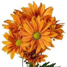 Load image into Gallery viewer, Orange Daisies - Wholesale - 48LongStems.com
