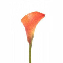 Load image into Gallery viewer, Orange Mini Calla Lilies - Wholesale - 48LongStems.com
