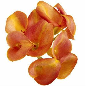 Orange Mini Calla Lilies - Wholesale - 48LongStems.com