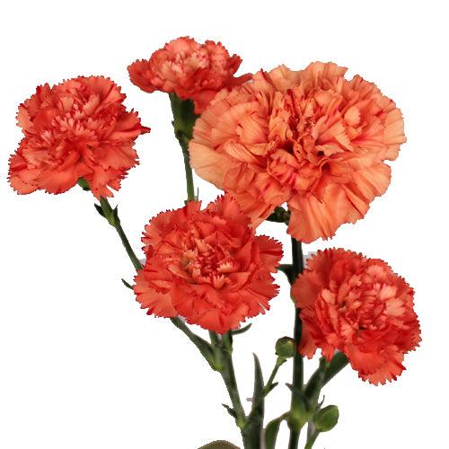 Orange Mini Carnations - 48LongStems.com