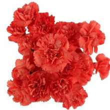 Load image into Gallery viewer, Orange Mini Carnations - 48LongStems.com
