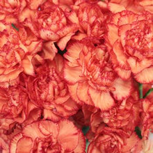 Load image into Gallery viewer, Orange Mini Carnations - 48LongStems.com
