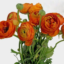 Load image into Gallery viewer, Orange Ranunculus - 48LongStems.com
