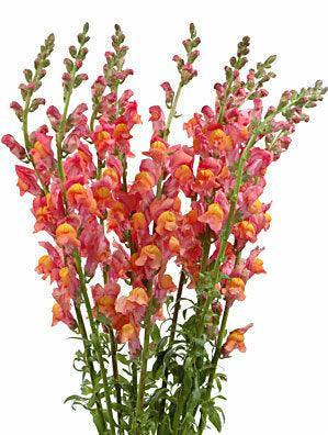 Orange Snapdragon - 48LongStems.com