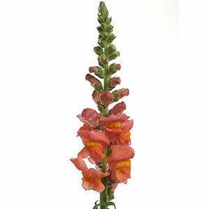 Orange Snapdragon - 48LongStems.com