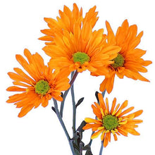 Load image into Gallery viewer, Orange Tinted Daisies - Wholesale - 48LongStems.com
