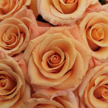 Load image into Gallery viewer, Orange Unique Orange Roses Wholesale - 48LongStems.com
