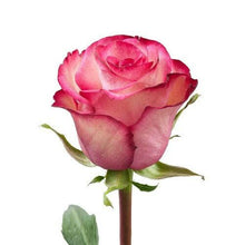 Load image into Gallery viewer, Paloma Bi-Color Pink Roses Wholesale - 48LongStems.com
