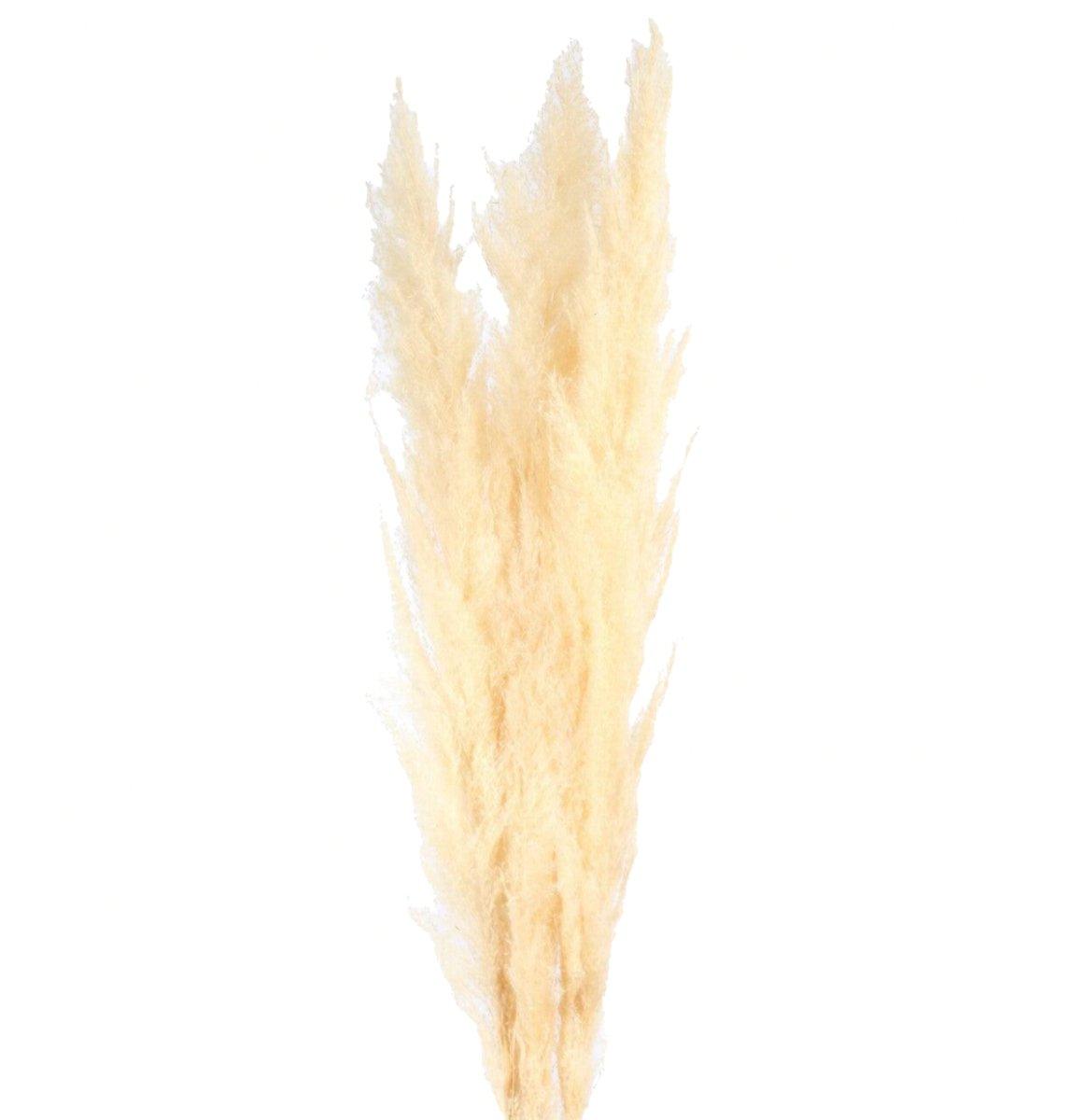 Pampas Grass Bleached - 150 Stems - 48LongStems.com