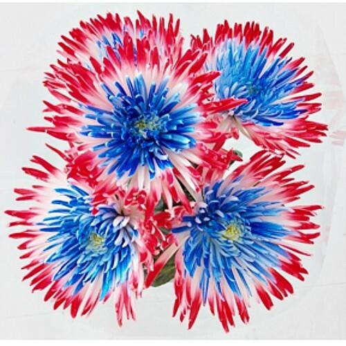 Patriotic Red, White and Blue Painted Spider Mums - 48LongStems.com