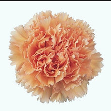 Load image into Gallery viewer, Peach Carnations - Standard - 48LongStems.com
