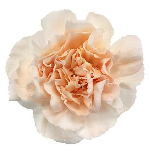 Peach Carnations - Standard - 48LongStems.com
