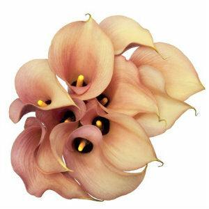 Peach Mini Calla Lilies - Wholesale - 48LongStems.com
