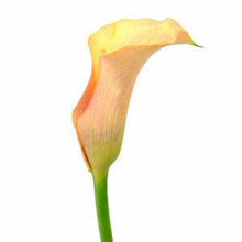 Load image into Gallery viewer, Peach Mini Calla Lilies - Wholesale - 48LongStems.com
