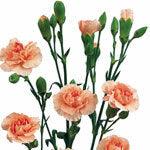 Load image into Gallery viewer, Peach Mini Carnations - 48LongStems.com
