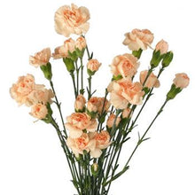 Load image into Gallery viewer, Peach Mini Carnations - 48LongStems.com
