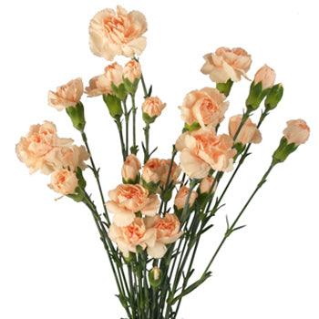 Peach Mini Carnations - 48LongStems.com