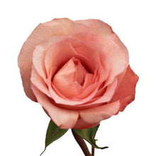 Load image into Gallery viewer, Peckoubo Pink Roses Wholesale - 48LongStems.com

