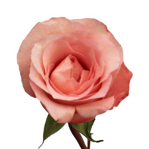 Peckoubo Pink Roses Wholesale - 48LongStems.com