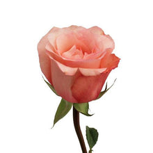 Load image into Gallery viewer, Peckoubo Pink Roses Wholesale - 48LongStems.com
