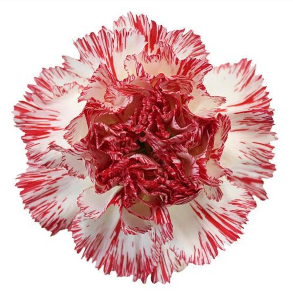Peppermint Carnations - Standard - 48LongStems.com